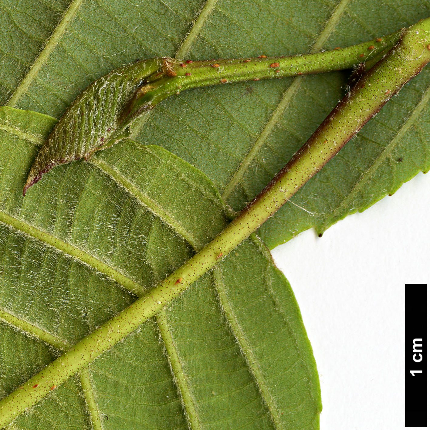 High resolution image: Family: Betulaceae - Genus: Alnus - Taxon: acuminata - SpeciesSub: subsp. arguta